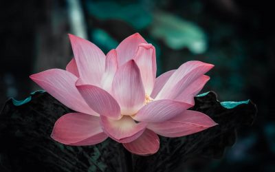 Self-healing with Schüssler salts