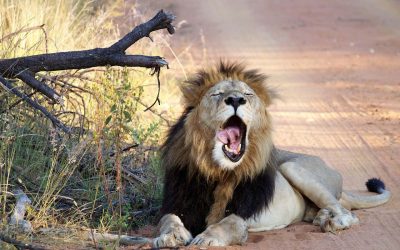 Spring fatigue - depression or renewal?